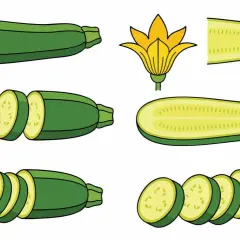 Ilustración de calabacines enteros, cortados y una flor. Estas verduras, conocidas en inglés como "zucchini", son perfectas para recetas saludables.