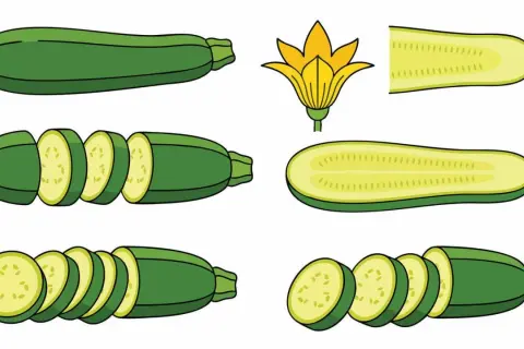Ilustración de calabacines enteros, cortados y una flor. Estas verduras, conocidas en inglés como "zucchini", son perfectas para recetas saludables.