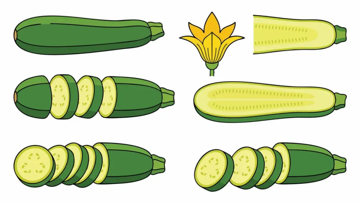 Ilustración de calabacines enteros, cortados y una flor. Estas verduras, conocidas en inglés como "zucchini", son perfectas para recetas saludables.